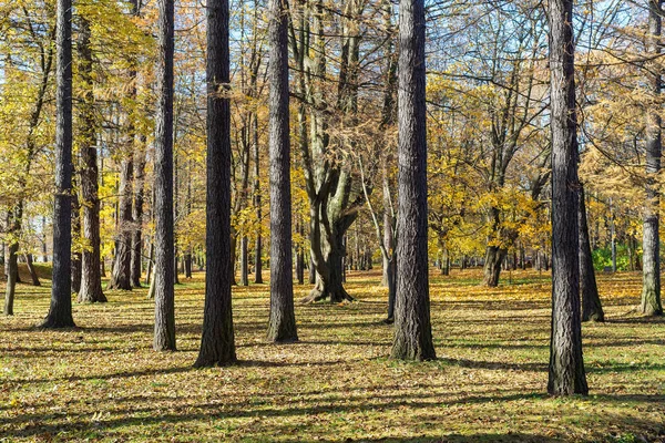 Landschap Herfst Park Met Gele Bladeren — Stockfoto