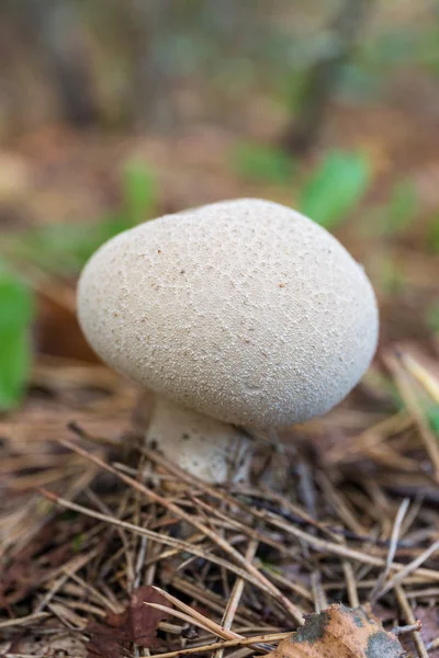 Hongo Globo Bosque Cerca — Foto de Stock