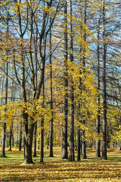 Landschap Herfst Park Met Gele Bladeren — Stockfoto