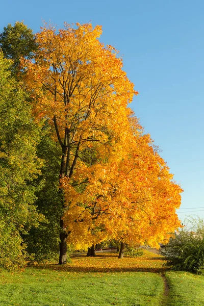 Landscape Autumn Maples Park — Stock Photo, Image