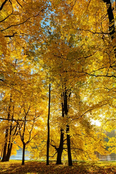 Gouden Gebladerte Van Bomen Herfst Park — Stockfoto