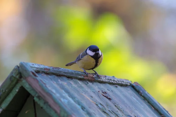 Tit Sits Roof Wooden House — Stock Photo, Image