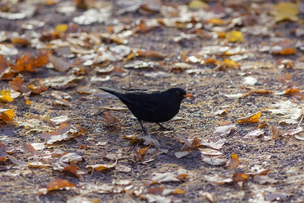 Portrait Blackbird Ground Autumn Leaves — Stock Photo, Image