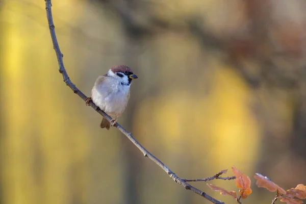 Portrait Sparrow Tree Branch Autumn — Stock Photo, Image