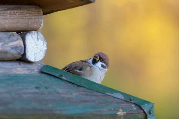 Portrait Sparrow Wooden House Autumn — Stock Photo, Image