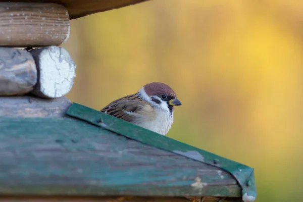 Portrait Sparrow Wooden House Autumn — Stock Photo, Image