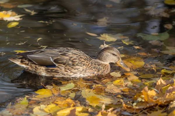 Anatra Nuotante Acqua Con Foglie Cadute Autunno — Foto Stock