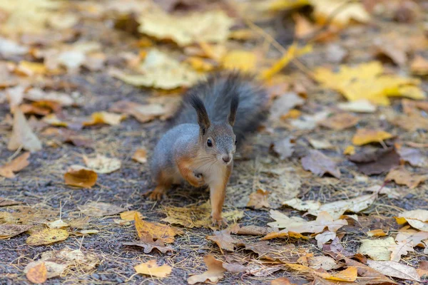 Eekhoorn Grond Gevallen Herfst Bladeren — Stockfoto