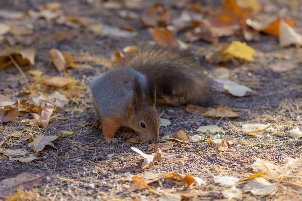 Eichhörnchen Auf Dem Boden Mit Abgefallenen Herbstblättern — Stockfoto