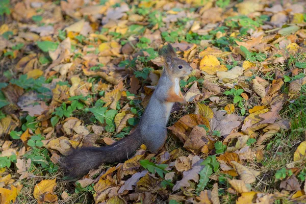 Retrato Una Ardilla Día Otoño — Foto de Stock