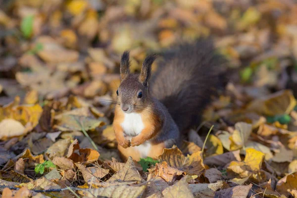 Squirrel Ground Fallen Autumn Leaves — Stock Photo, Image