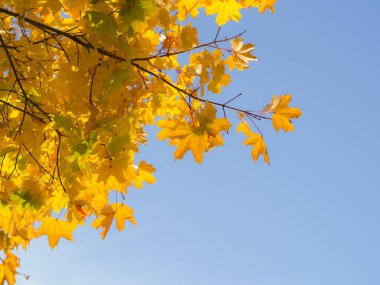 sarı akçaağaç mavi gökyüzüne karşı sonbahar yaprakları