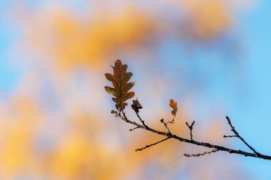 Sonbahar meşe yaprağı dal gökyüzüne karşı