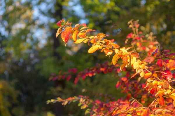 Aronia Takken Met Helder Gekleurde Herfstbladeren — Stockfoto