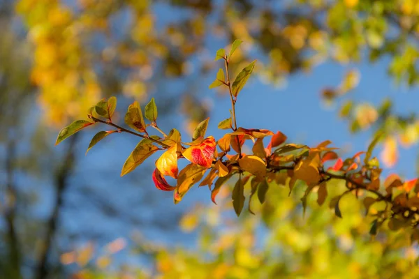 Branche Aronia Aux Feuilles Automne Couleur Vive — Photo