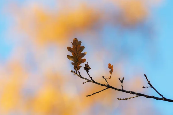 Foglia Quercia Autunnale Ramo Contro Cielo — Foto Stock