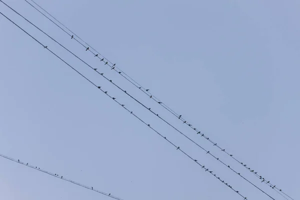Stado Ptaków Przewody Zimie — Zdjęcie stockowe