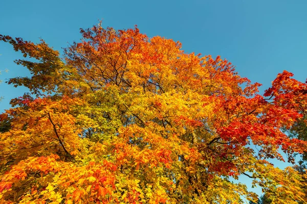 秋の晴れた日の明るいメープルの葉 — ストック写真