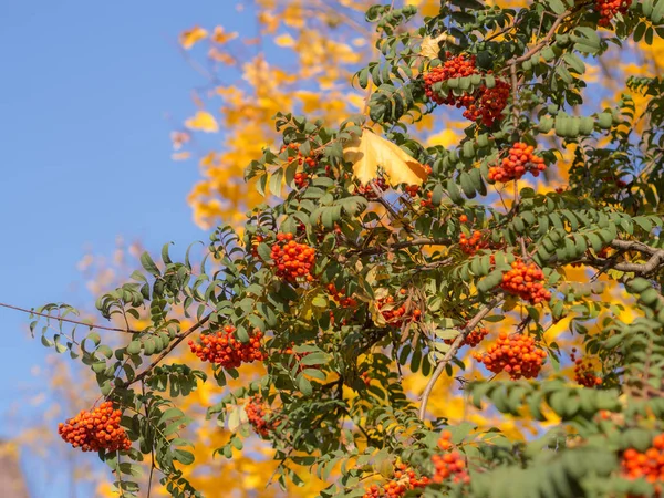 Rowan Branches Ripe Berries Autumn — Stock Photo, Image