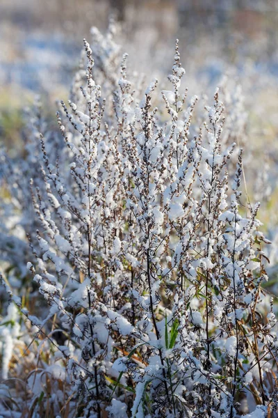 Erba Secca Autunnale Dopo Prima Neve — Foto Stock