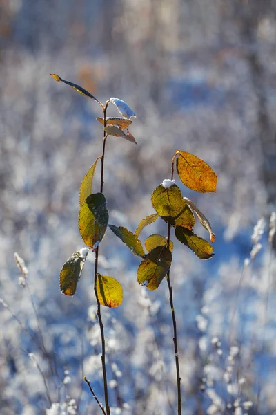 Κλάδους Φθινοπωρινά Φύλλα Στο Προσκήνιο Μετά Πρώτο Χιόνι — Φωτογραφία Αρχείου