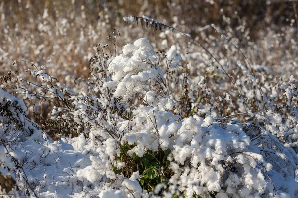 Hierba Seca Otoño Después Primera Nieve —  Fotos de Stock