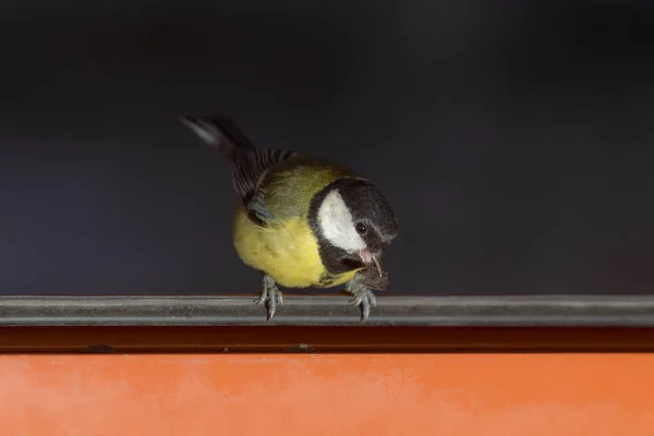 Meise Offenen Fenster Frisst Sonnenblumenkerne — Stockfoto