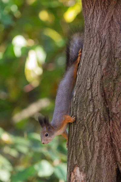 Porträt Eines Eichhörnchens Auf Einem Umgestürzten Baumstamm — Stockfoto