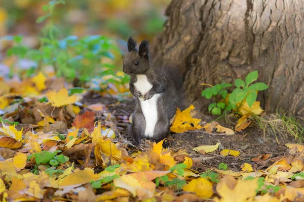 Eichhörnchen Unter Einem Baum Auf Herbstblättern — Stockfoto