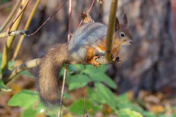 Porträtt Ekorre Trädgren — Stockfoto