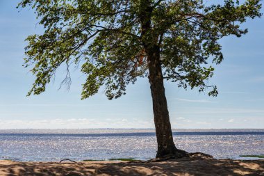 deniz kumlu bir plaj üzerinde iki ağaç