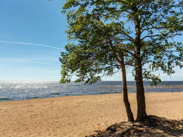 Два Дерева Піщаному Пляжі Біля Моря — стокове фото