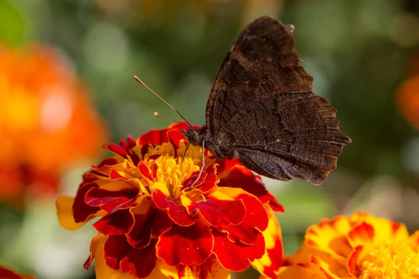 Mariposa Sienta Una Flor Caléndula Cerca —  Fotos de Stock