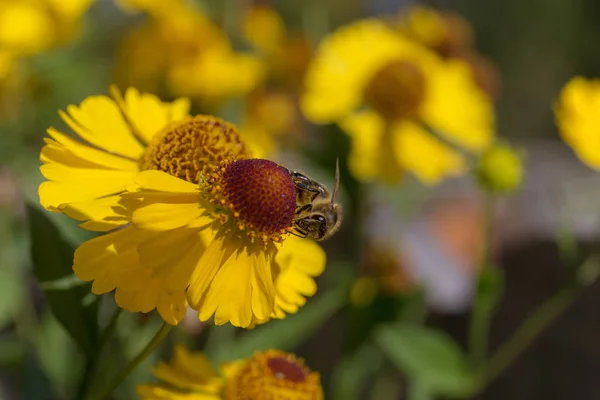 Bee Sneezeweed Flower Close — Stock Photo, Image