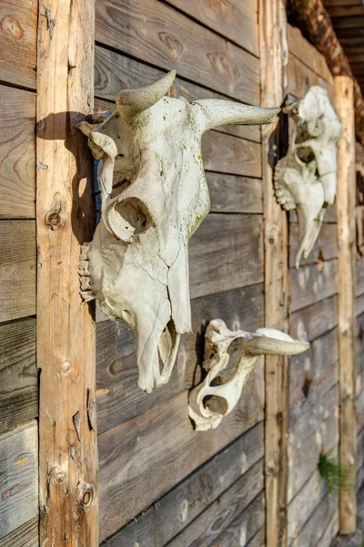 木墙上有角动物的头骨 — 图库照片