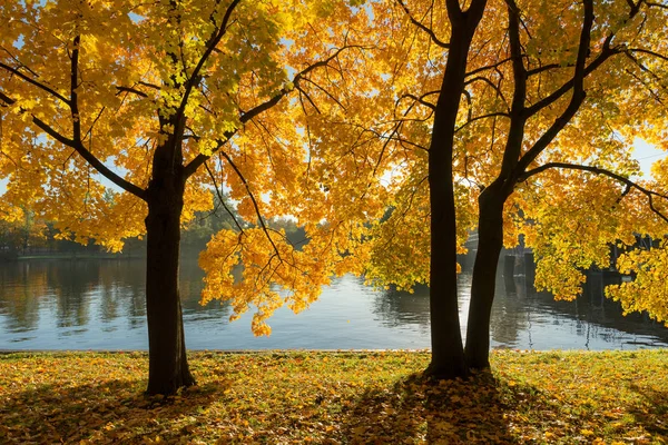 Paysage Avec Des Érables Automne Bord Rivière — Photo