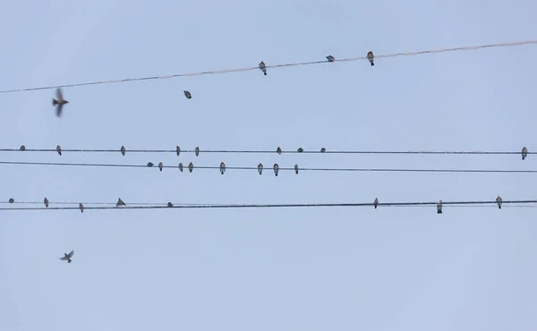 Kuşlar Sürüsü Soğuk Kışın Teller Üzerinde — Stok fotoğraf