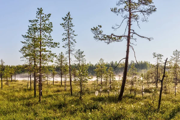 Paysage Dans Une Forêt Pins Dans Marais — Photo