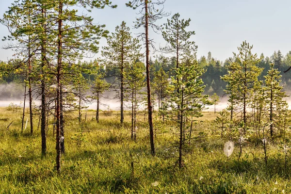Krajobraz Sosnowym Lesie Bagnie — Zdjęcie stockowe