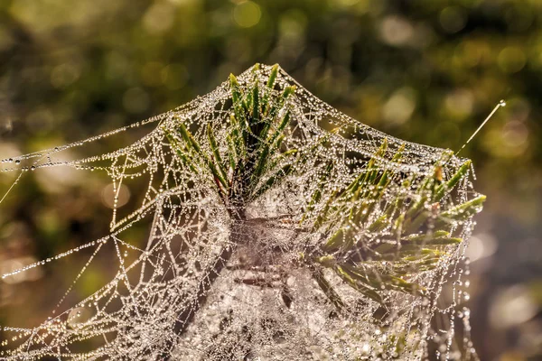 Webben Med Morgondagg Ledum Närbild — Stockfoto