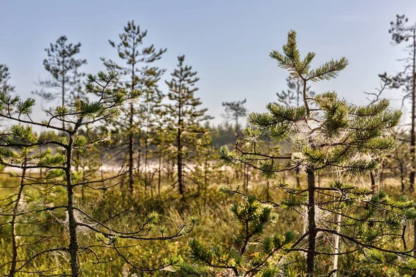 Web Üzerinde Çam Ormanı Dallarında — Stok fotoğraf