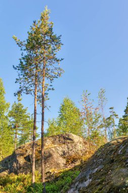 Yaz ormanında kayalıklarla kaplı bir manzara.