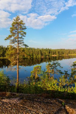 çam ağaçları orman göl kenarında, güneşli yaz yatay