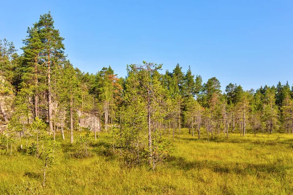 Landscape Pine Forest Swamp — Stock Photo, Image