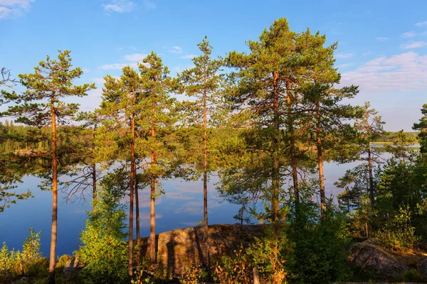 Solig Sommarlandskap Med Tallar Skogstjärn — Stockfoto