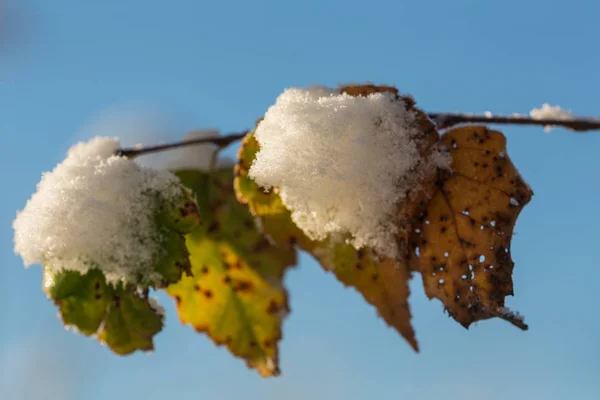 Rama Abedul Con Hojas Otoño Primera Nieve —  Fotos de Stock