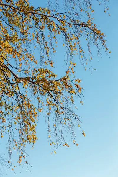 Gałęzie Brzozy Jesiennych Liści Przed Niebo — Zdjęcie stockowe