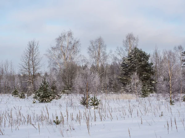 Μια Κρύα Χειμερινή Ημέρα Του Τοπίου Στην Άκρη Του Δάσους — Φωτογραφία Αρχείου