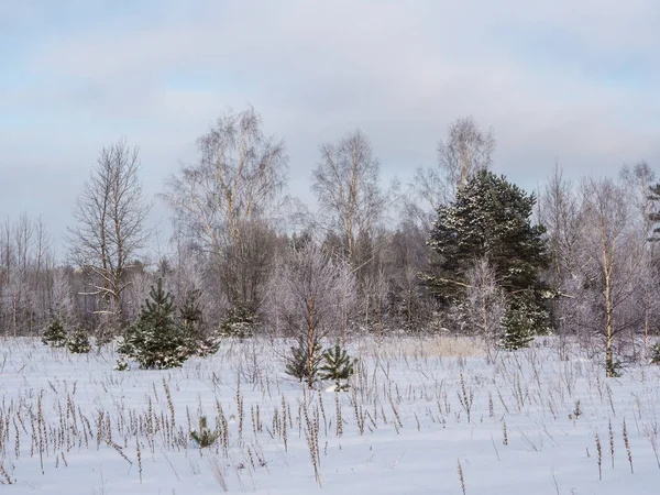 Paisaje Frío Día Invierno Borde Del Bosque — Foto de Stock