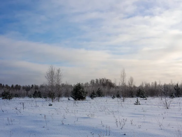 Paisagem Dia Frio Inverno Borda Floresta — Fotografia de Stock